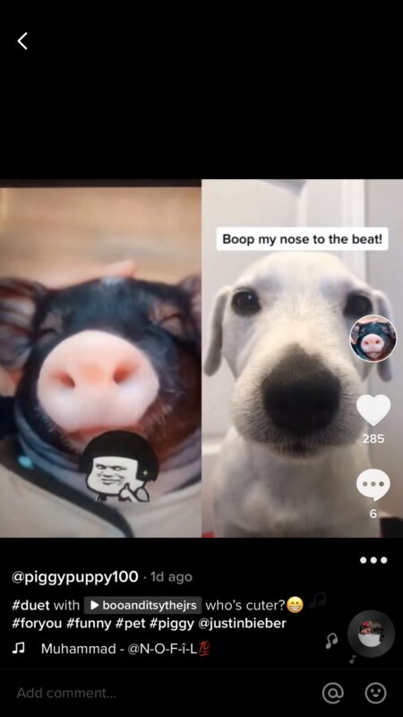 2020-06-15合拍蹭流量重新激活弃置帐号 新手在起步阶段，为了快速试错及时调整方向，加上重开新号的成本不高，往往会弃置一些持续表现不佳的帐号，但是嘉伟老师也分享过，这些弃置的帐号最好保留注册信息，过段时间可以重新拣起来看看（由于 VVV的原因全部作品0播放的除外）。包括我目前已经接近6万粉的帐号，其实也是第一期大航海围观时创建的老帐号。 这里分享一下，拣起这些老帐号之后，怎样操作可以让它重新活起来，我这个老帐号的状况：发过10几个视频，播放量最多只有1000多，粉丝只有1个 我的操作步骤： 1、 重新定位内容方向（这次选的是宠物猪） 2、 根据新的内容方向修改帐号名称、昵称、头像 3、 剪辑3个视频连续上传 4、 关键一步：找到群友推荐的宠物大V最热门作品，选择合适的源素材，做一个合拍作品上传，我是用另一部手机播放自己的素材，再用操作tiktok的手机对着手机拍的（图一） 最后这一步蹭流量，证实是非常有效果的，做完以上操作，第二天早上这个合拍视频2千多的播放，带来了100个新增粉丝（图二）并且也带动了前面上传的3个视频的播放。 虽然目前还只有101个粉丝，但是后面再发布的视频也不再出现0播放，至少又有了做成万粉号的机会。所以如果有类似情况的同学们，建议可以尝试一下。-极客跨境