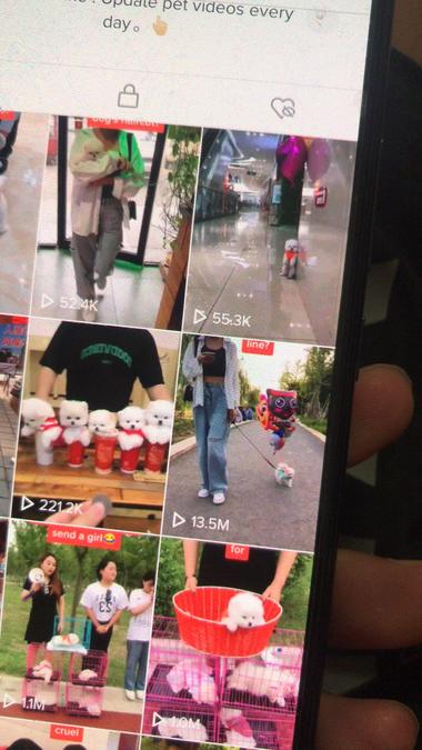2020-06-12因一根白线引发的1300万的爆文导致限流 【粉丝基础】 80多万的宠物账号（可能爆这个文，也是有粉丝的因素，所以勿喷） 【视频内容】 宠物狗飞上天（茶杯犬，其实可能别的狗也会爆） 这种视频我发之前其实很多人都在发，我之前也发过 Tip：其实我感觉爆文源于一根线（见图二） 【爆文过程】 10个小时不到（因为隔了10个小时看，才发现，可能还不是10个小时）爆文一千三百万流量被搞限流。 【个人观点，大牛勿喷】 个人感觉还是这跟白线是个导火索，然后字幕引导外国朋友找白线，那么白线讲真不太好找，我也是看了三遍视频才找到。 所以大家在视频的时候，一定要有一些东西可以引起外国人的兴趣。 比如找这个白线来说 1.完播率会比较高 因为毕竟我也得看三遍找到。 2.评论率会比较高 因为可能找不到的朋友，会去翻评论看看白线到底在哪里，还会评论问在哪里；已经找到的也可能会去翻评论看看是否跟别人找到的是否一样等等结果。 还有等等自己可以揣摩，因为我文字表达能力不太好。 小白在这里建议在航海的朋友，因为可能你们操作的号不多，尽量搬运比较有讨论度有内涵的视频。这种视频可能随时会爆发。 还有就是现在宠物搬运的都比较多，大部分都搬烂了，我建议可以搬运一点有中文字幕，有中文配音的，然后时候改的好视频，花点时间把这种视频的字幕，音频都改掉。意思与原相近即可，还可以去重复（因为这种视频没人搬） 单号一定要做精，毕竟现在纯搬运没点粉丝的号也没以前好做。 多刷一刷tiktok发现不一样的视频类型，肯定会有很多意外惊喜。 坐等解除限流中….（话说多发视频就能解除？） 很多也都是嘉伟哥分享过的东西，老生常谈了，大家一定要实操起来。 如果还是实在不爆文，在可能不会重复的情况下，拿同领域不同类型的视频，进行测试。当然在宠物类，比如电梯送狗，抢狗，狗飞，买狗，西瓜里装狗的，卖狗的，转盘转狗等等类型视频。都可以，里面都有共同点，剧情，有剧情很重要。-Tiktok论坛-极客跨境